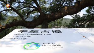歙县：精心守护 千年古树生机勃勃