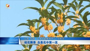 桂花飘香  自是花中第一流