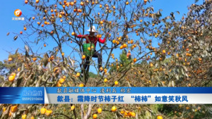 歙县：霜降时节柿子红  “柿柿”如意笑秋风