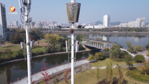 公园惊现马蜂窝 市民盼望及早清除
