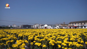 占川村：金秋菊花好“丰”景