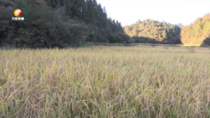 休宁：撂荒地变有机田 稻谷丰收笑开颜
