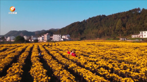 采摘七月菊  收获“致富花”