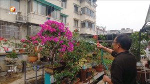 陈新民：老有所乐种花忙