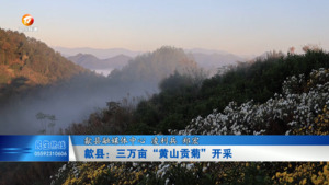 歙县：三万亩“黄山贡菊”开采