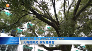 大树挡阳光 何时能修剪