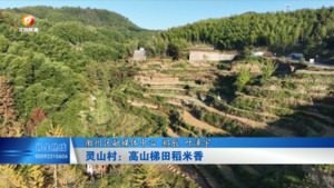 灵山村：高山梯田稻米香