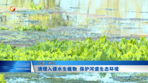 清理入侵水生植物 保护河道生态环境