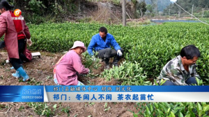 祁门：冬闲人不闲 茶农起苗忙
