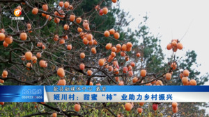 姬川村：甜蜜“柿”业助力乡村振兴