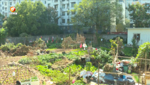 闲置地块变菜园 社区表示将加强管理