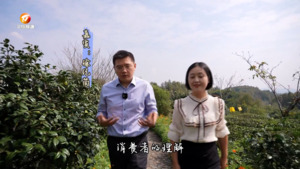 黄山毛峰有“血统”讲究吗？