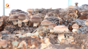 歙县：“小菌菇”孕育富民好产业
