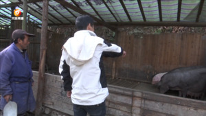 休宁：黑猪变“金猪” “拱”出致富路