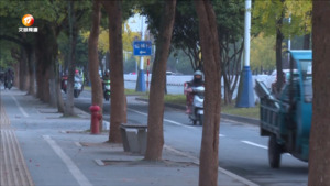 行道树上布满“黄泥” 原来是白蚁“捣鬼”