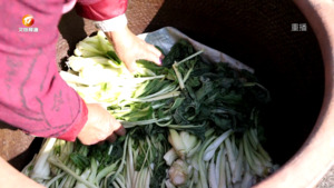“小雪到” 腌菜忙