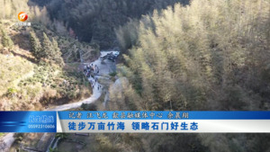 徒步万亩竹海  领略石门好生态