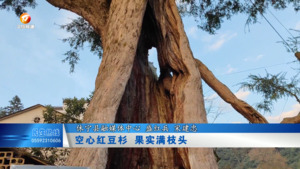 空心红豆杉 果实满枝头