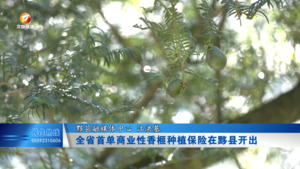 全省首单商业性香榧种植保险在黟县开出
