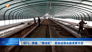 祁门：养殖 “黑水虻” 厨余垃圾也能变废为宝