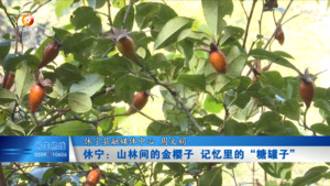 休宁：山林间的金樱子 记忆里的“糖罐子”