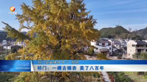 祁门：一棵古银杏 美了八百年