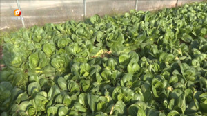 全力应对低温寒潮  保障冬季蔬菜供应