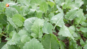 寒潮来袭 多举措确保油菜安全越冬
