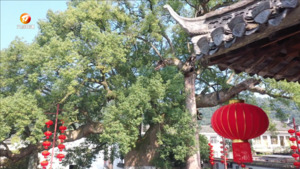 科学保护古树名木 用心守护“绿色文物”