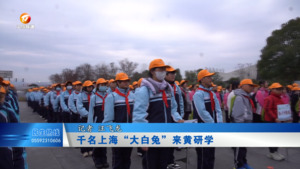 千名上海“大白兔”来黄研学