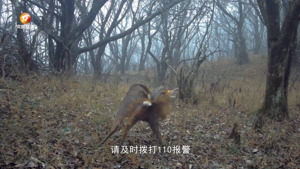 警民合力 救助黄麂