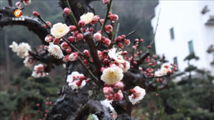 2024歙县徽派盆景艺术展暨第十三届梅花节举行