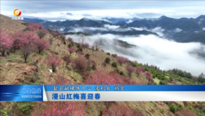 漫山红梅喜迎春