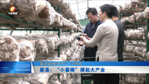 歙县：“小菌棒”撑起大产业