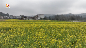 花田云海扮靓徽州