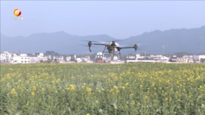 歙县：“一促四防”守护油菜花海