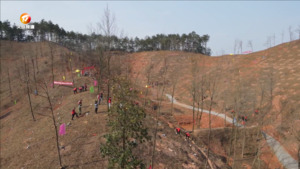 正是一年春光好 植树添绿正当时
