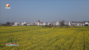 来徽州 上黄山
油菜花开春意浓   乡村美景入画来