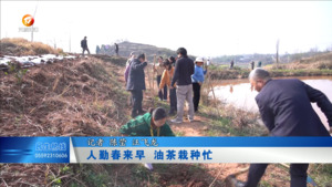 人勤春来早 油茶栽种忙