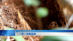 一笋一肉春味鲜