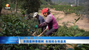 茶园套种香榧树 长短结合效益高
