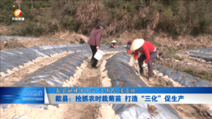 歙县：抢抓农时栽菊苗 打造“三化”促生产