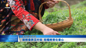新鲜春笋艾叶饺 软糯鲜香化春心