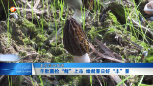 羊肚菌抢“鲜”上市 绘就春日好“丰”景