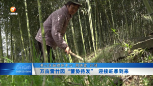 黄山区：万亩雷竹园“蓄势待发” 迎接旺季到来