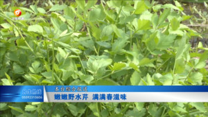 嫩嫩野水芹 满满春滋味