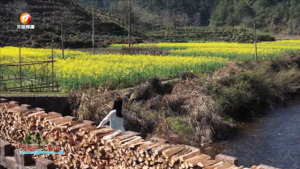 油菜花开美乡村 一方春色醉游人