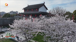 三月烂漫春花俏枝头