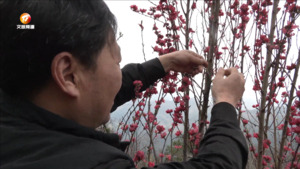 歙县：天路“增绿植红” 打造“三名”工程