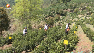 休宁松萝第六届春茶节正式启动